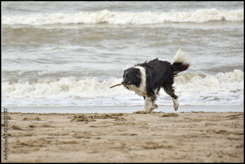 Dog playing on the beach