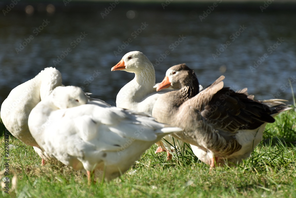 Ducks in the lagoon