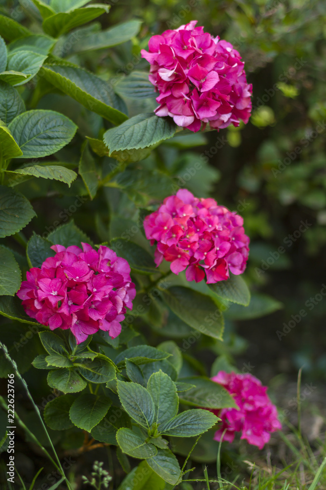 red Hydrangea flower (Hydrangea macrophylla) in a garden.Hydrangea flowers background. red Hydrangea flower (Hydrangea macrophylla) in a garden.Hydrangea flowers background.