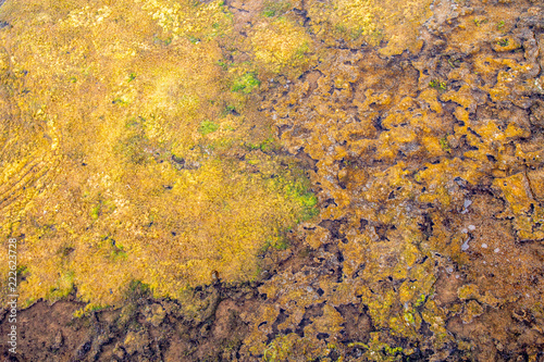 Colorful natural textured pattern