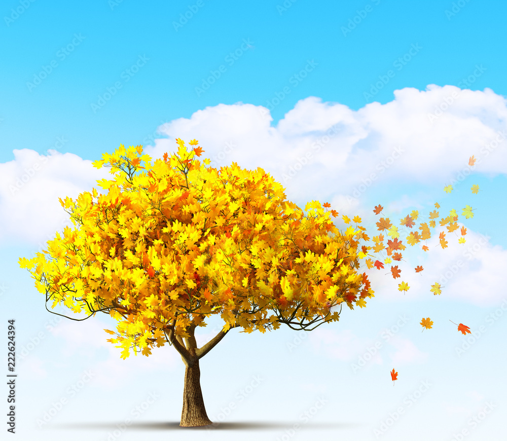 autumn maple tree autumn maple tree
