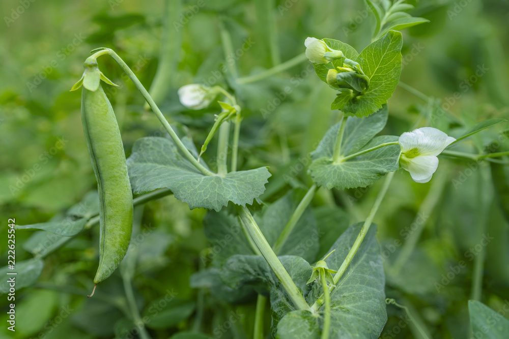 Obraz premium Fresh green peas growing in the garden. Selective focus on pea pod.