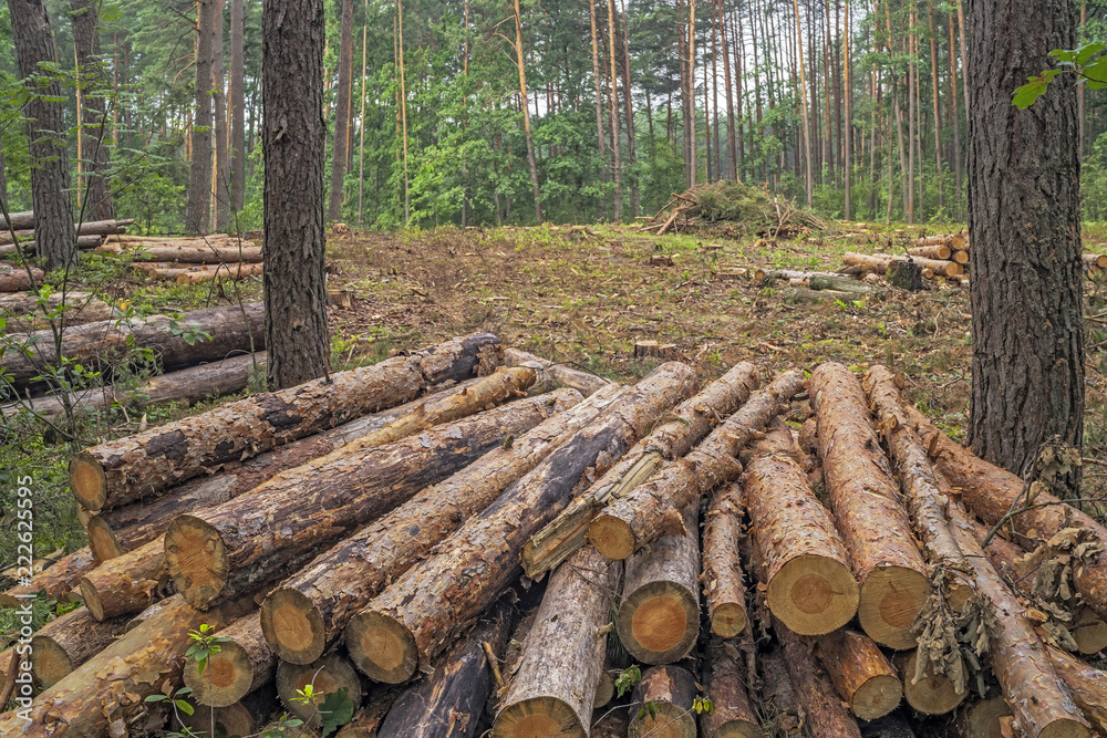 Deforestation concept. Stumps, logs and branches of tree after cutting down forest