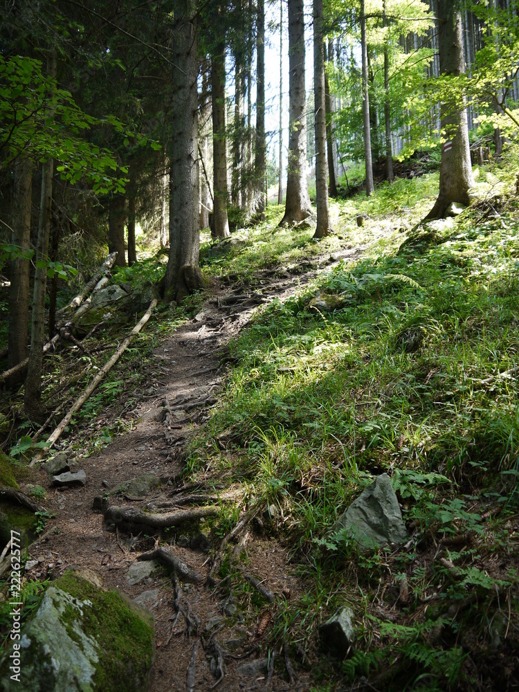 Obraz premium Forest Path