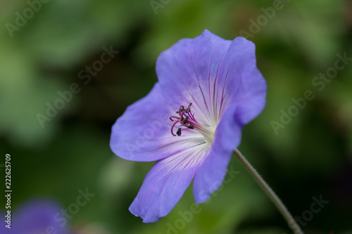 Closeup of the stamens of the geranium Rozanne plant
