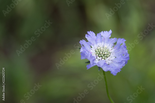 Closeup of the beautiful Scabiosa Caucasica