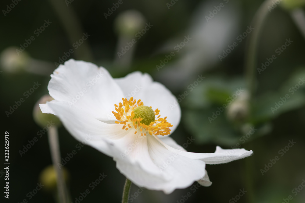 Obraz premium Closeup of the stamens of the anemome Honorine Jobert