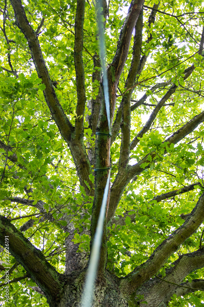 Fototapeta premium Sitting on a swing looking up to the oak tree where it is attached