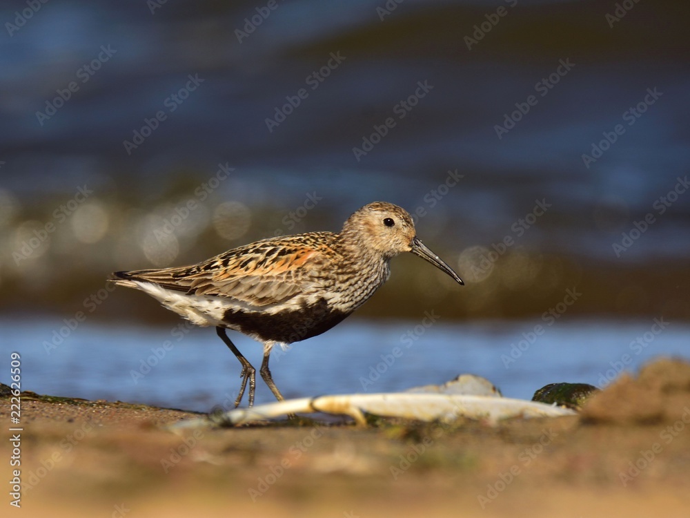 Dunlin (Calidris alpina) in breeding plumage Dunlin (Calidris alpina) in breeding plumage