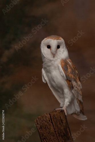 Adult barn owl looking at the camera