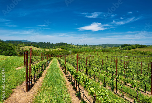 Vineyards in California  USA