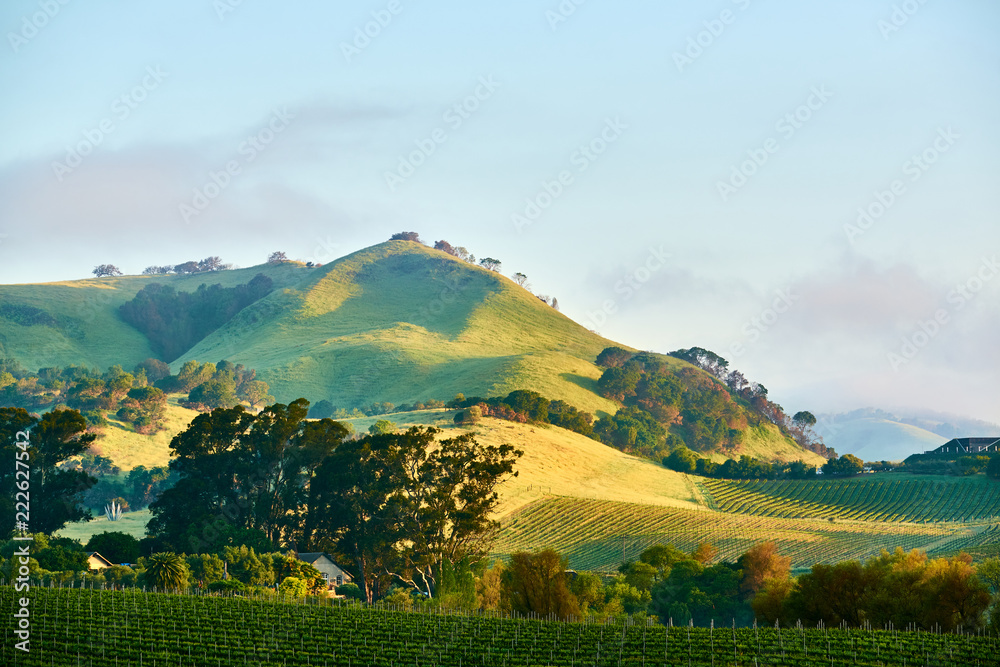 Vineyards in California, USA - obrazy, fototapety, plakaty 
