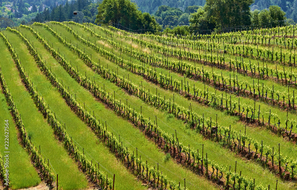 Vineyards in California, USA