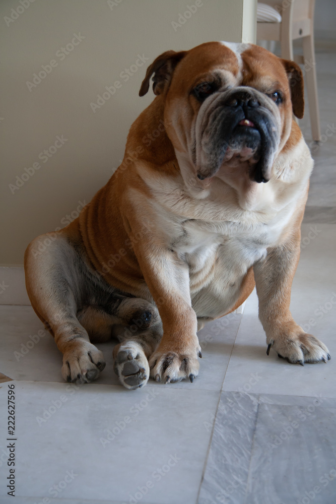 English Bulldog sitting on marble floor Stock Photo Adobe Stock
