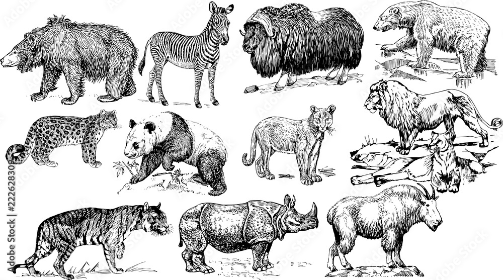 動物園の動物たちのイラスト Stock ベクター Adobe Stock