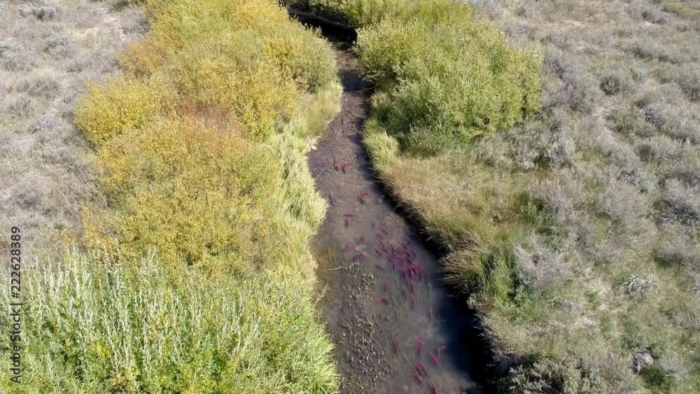 Aerial view of Kokanee salmon spawning up small river as they school together. Aerial view of Kokanee salmon spawning up small river as they school together.
