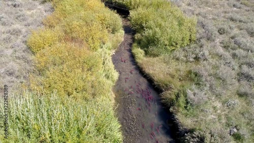 Aerial view of Kokanee salmon spawning up small river as they school together.