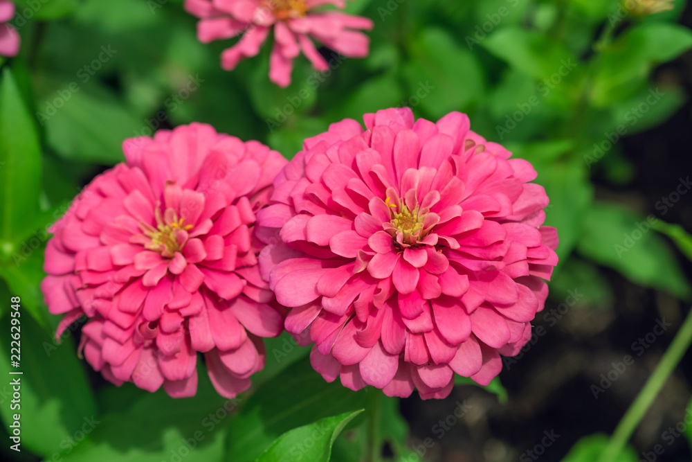 Pink zinnia   with beautiful blooming in  garden  outdoor on green leaf background