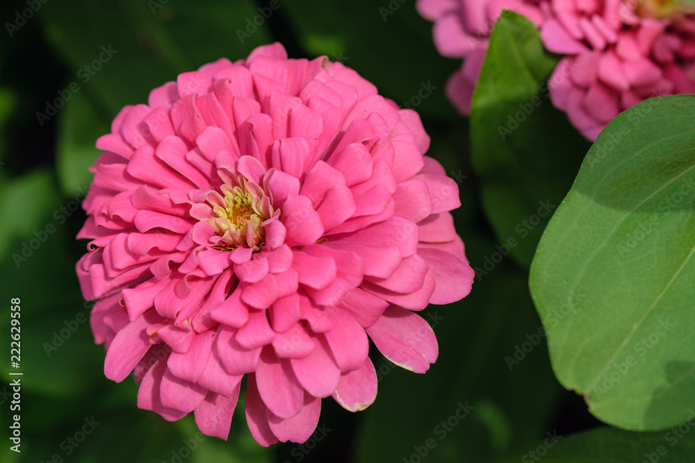 Obraz premium Pink zinnia with beautiful blooming in garden outdoor on green leaf background
