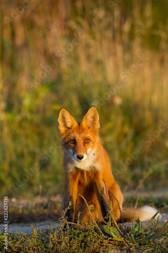 Cute young fox cub on the grass background. One. Evening light. Wild nature. Animals. © oleghz