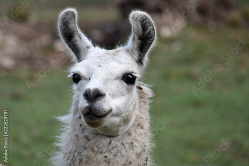 portrait of lama