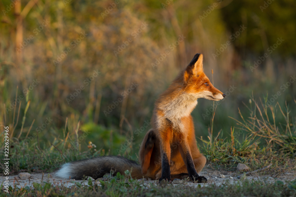 Fototapeta premium Cute young fox cub on the grass background. One. Evening light. Wild nature. Animals.