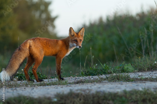 Cute young fox cub on the grass background. One. Evening light. Wild nature. Animals. © oleghz