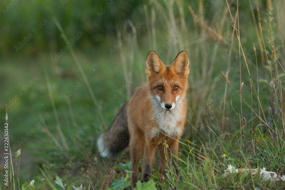 Cute young fox cub on the grass background. One. Evening light. Wild nature. Animals. Cute young fox cub on the grass background. One. Evening light. Wild nature. Animals.