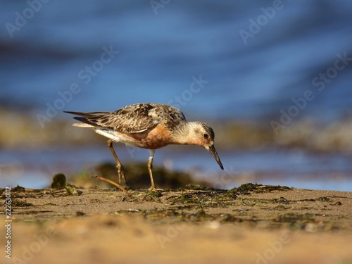 The red knot  Calidris canutus  in breeding plumage