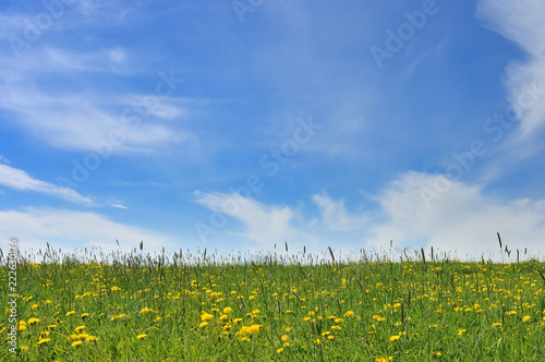 Summer meadow with grasses and dandelions. Blue sky with clouds in the background.
