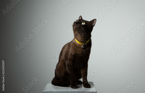 brown cat sitting on chair with studio lighting © 1827photography