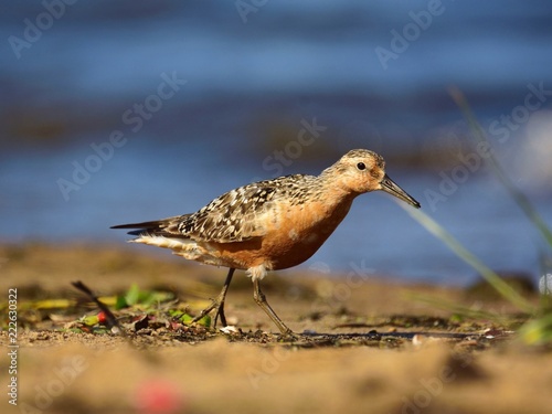 The red knot (Calidris canutus) in breeding plumage