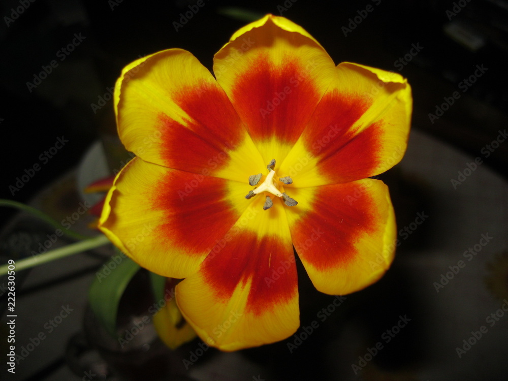 yellow-red Flower