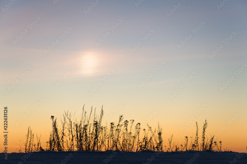 Fototapeta premium Plant silhouettes and sundog in the evening sky