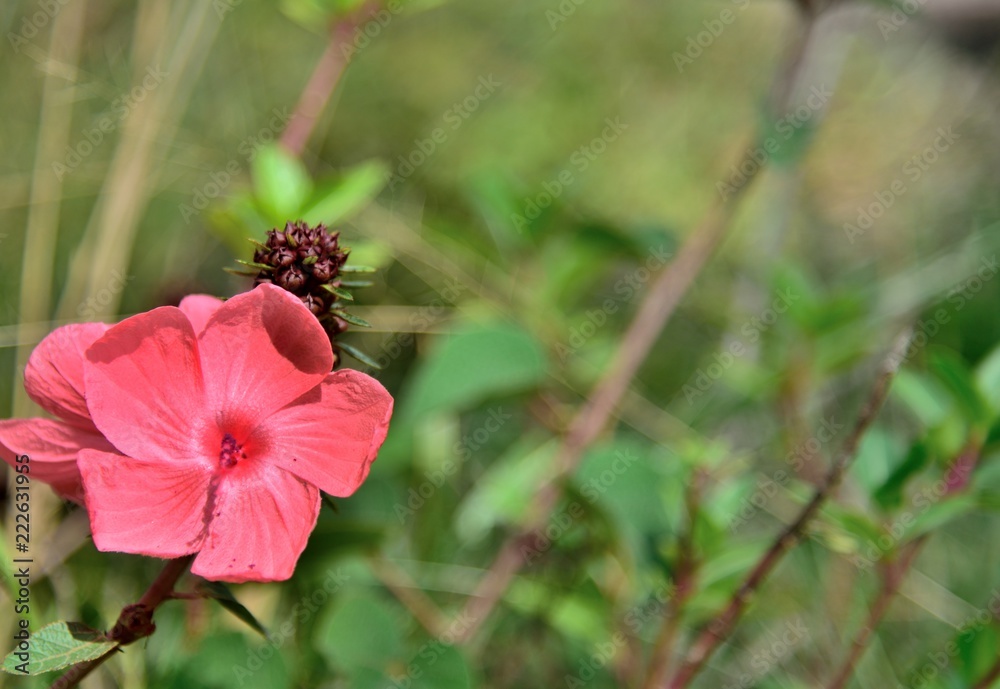 red flowers in nature on green background red flowers in nature on green background