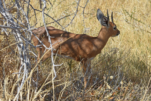 Steinböckchen (Raphicerus campestris) im Etosha Nationalpark in Namibia photo