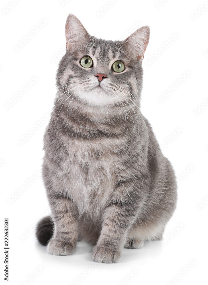 Obraz premium Portret szary kot pręgowany na białym tle. Piękny zwierzak