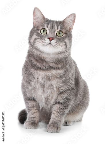 Obraz na plátně Portrait of gray tabby cat on white background. Lovely pet