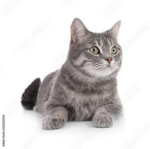 Carta da parati Portrait of gray tabby cat on white background. Lovely pet
