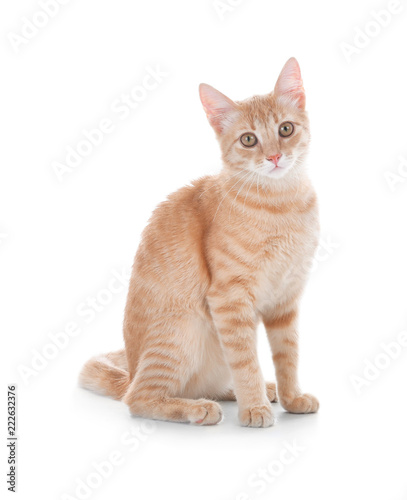 Adorable yellow tabby cat on white background © New Africa