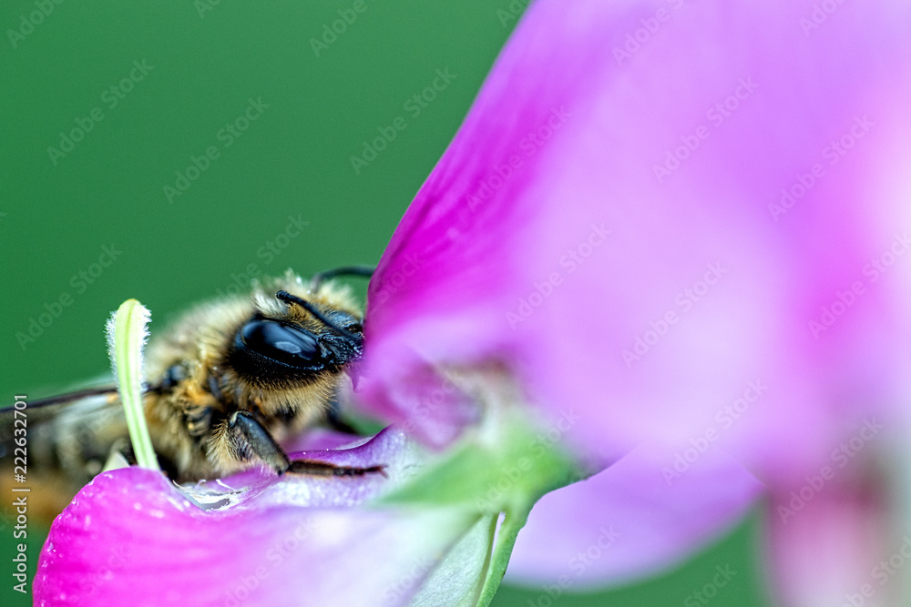 Wildbienen Wildbienen