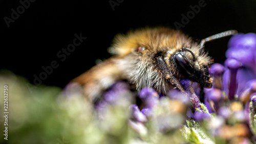 Wildbienen © TBArtpixx