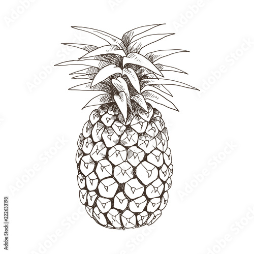 Hand drawn pineapple isolated on white background. Tropical fruit sketch vector illustration.
