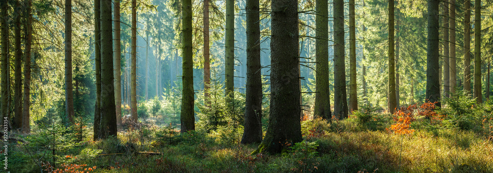 Naklejka premium Słoneczny panoramiczny las świerkowych drzew jesienią