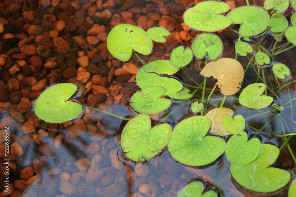 lotus leaf in nature lotus leaf in nature