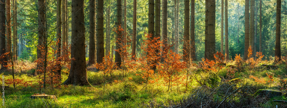 Fototapeta premium Panorama lasu świerkowego drzewa słoneczny jesienią