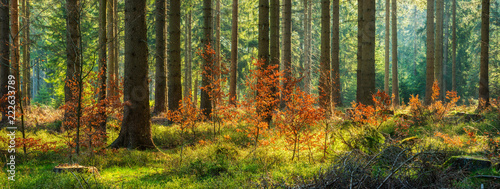 Panorama of Sunny Spruce Tree Forest in Autumn