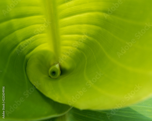 green leaf with drops of water