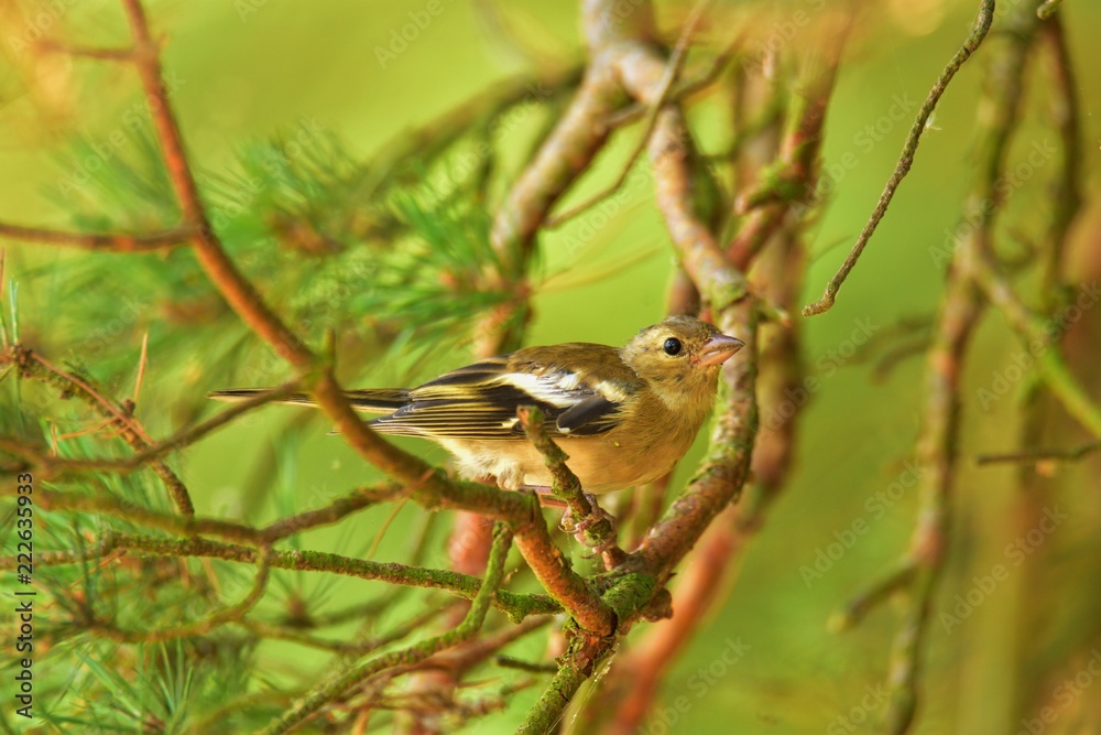 Female of the common chaffinch (Fringilla coelebs) Female of the common chaffinch (Fringilla coelebs)