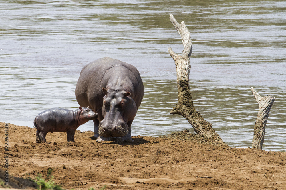 Hippo mother with her baby in the Masai Mara National Park in Kenya